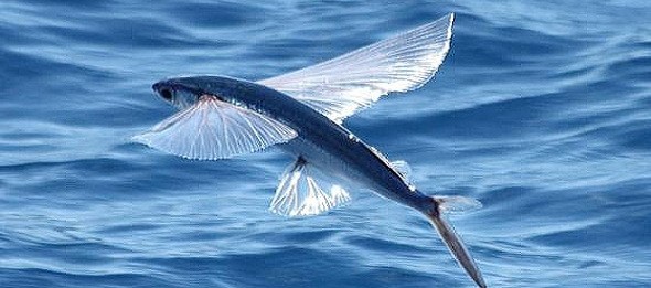 You are currently viewing Ryby Ptaszorowate – ryby, które potrafią latać